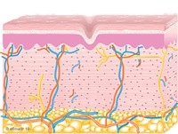 Graphic of Collagen Remodeling Occurs